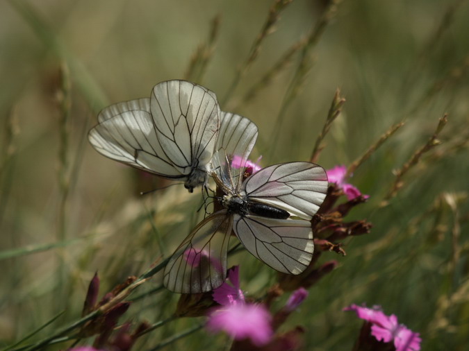 Aporia crataegi