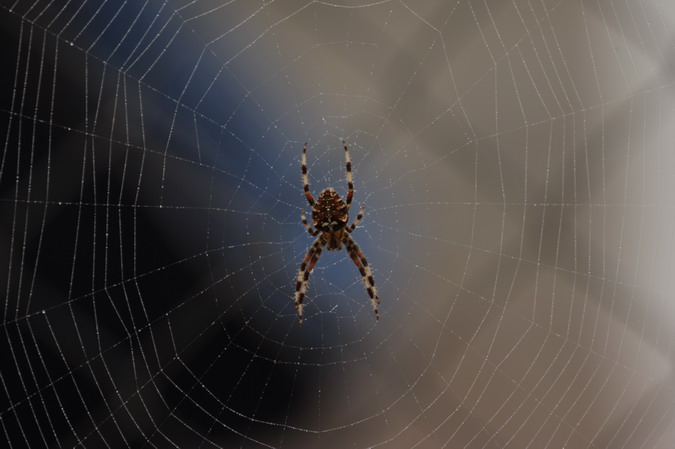 Araneus angulatus