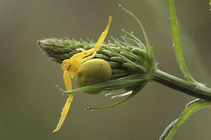 Aranya cranc (Thomisus onustus)