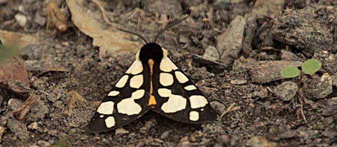 Arctia villica (Linnaeus)
