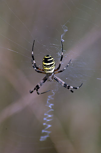 Aranya tigre (Argiope bruennichi)