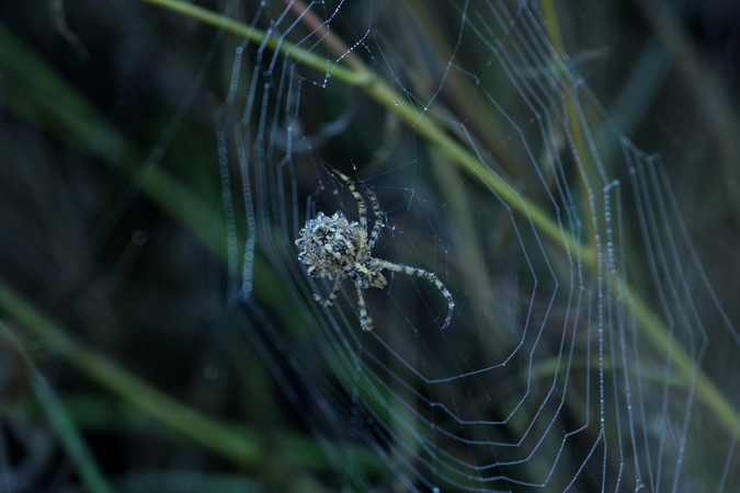 Argiope lobata