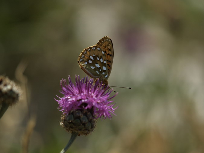 Argynnis aglaja