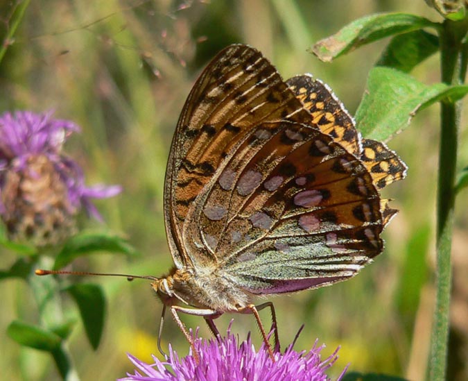 Argynnis aglaja?