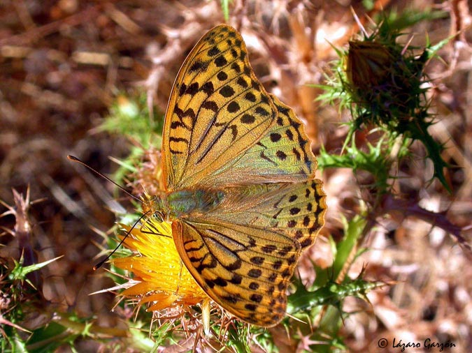 Pandora (Argynnis pandora)