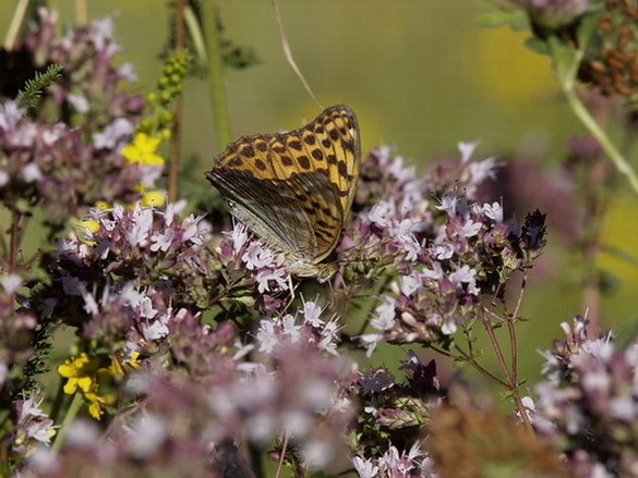 Argynnis paphia m.