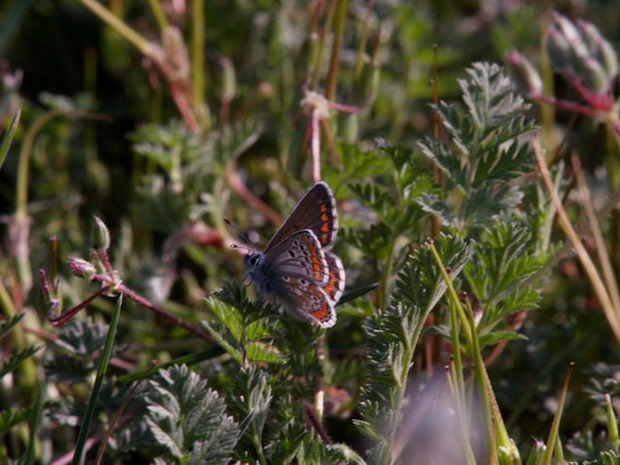 Aricia montensis