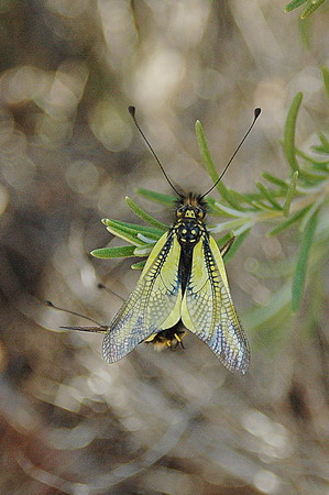 Ascalaphus libelluloides. Neuròpter