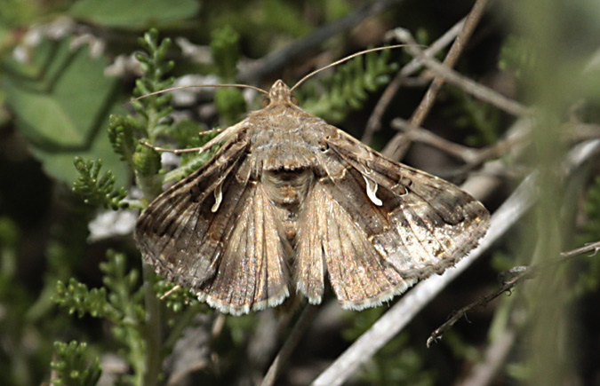 Autographa gamma