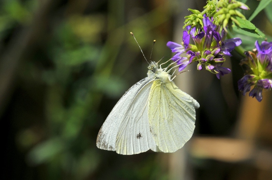 Blanqueta del nap (Pieris napi)