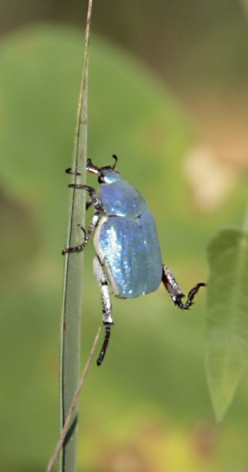 Blau Hopla (Hoplia coerulea)