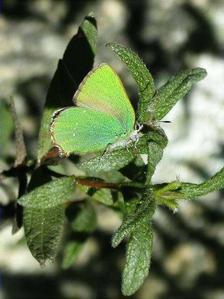 Callophrys rubi