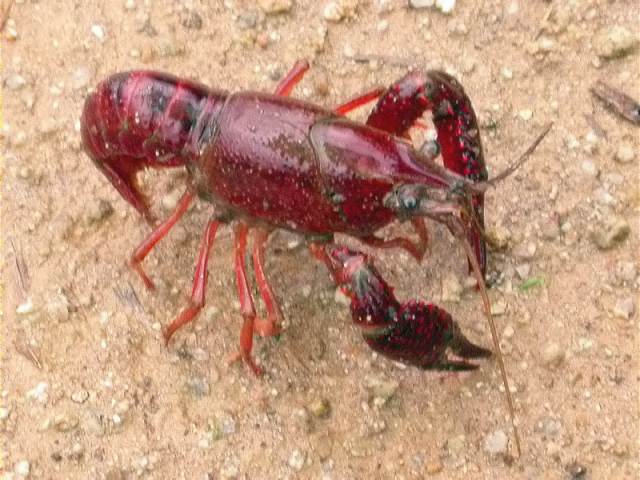 Cranc americà (Procambarus clarkii)