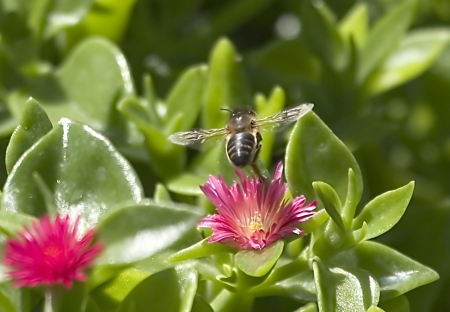 Abeja/flor? o las dos cosas.