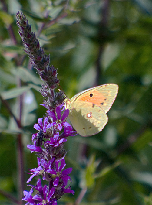 Colias crocea