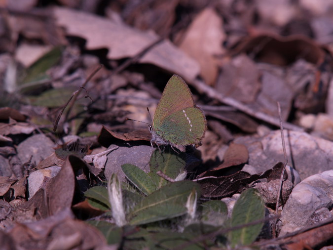 Callophrys rubí