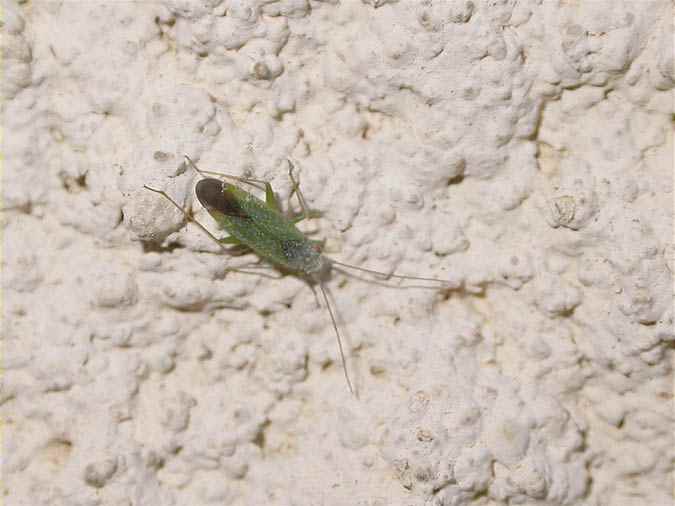 Calocoris norvegicus