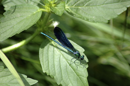 Calopteryx (= Agrion) virgo