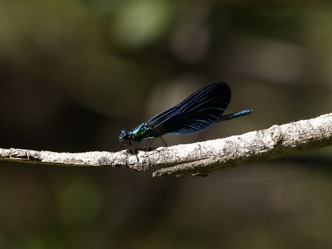 Calopteryx virgo