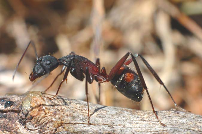 formiga de bosc (camponotus cruentatus)