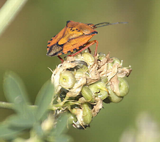 Xinxa Carpocoris mediterraneus atlanticus