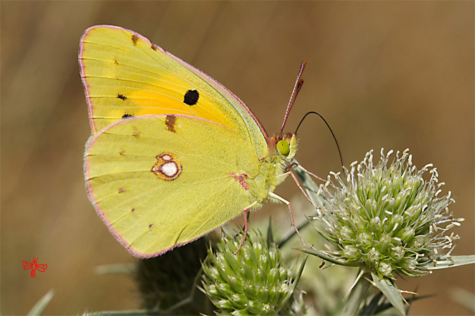 Colias crocea