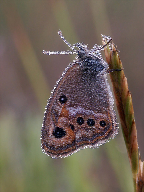 Coenonympha dorus