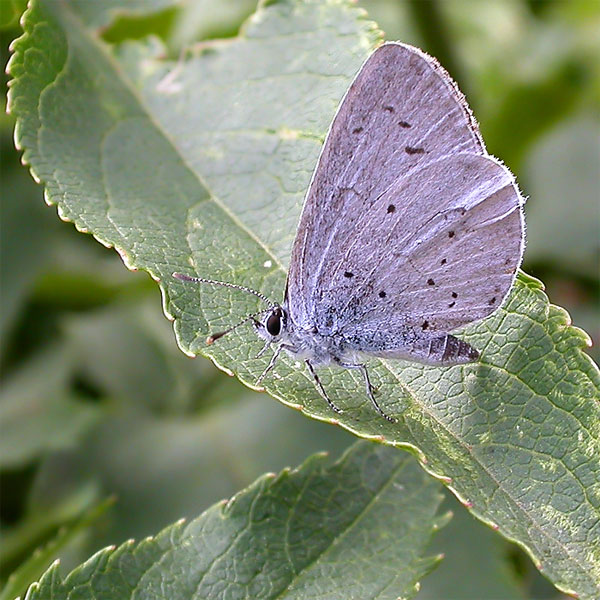 Celastrina argiolus