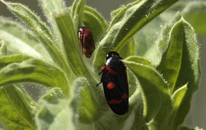 Cercopis vulnerata