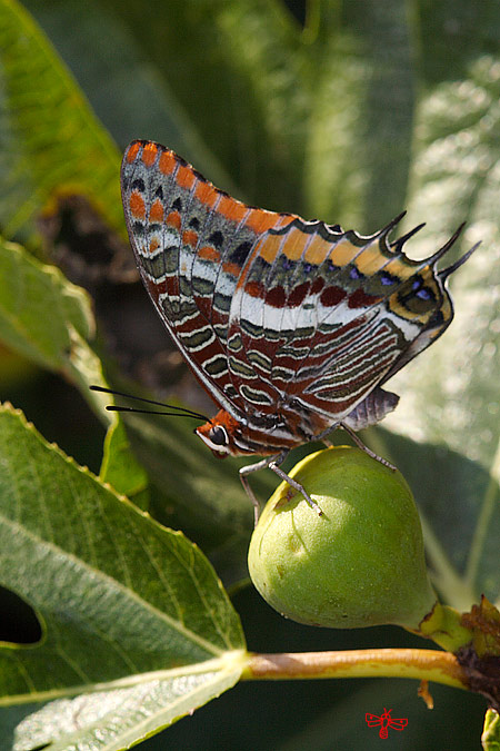 Charaxes jasius