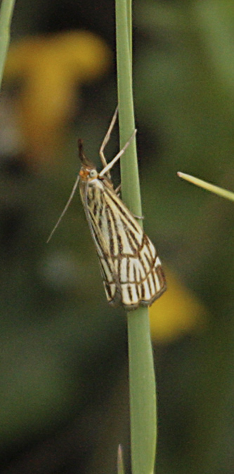 Chrysocrambus dentuellus