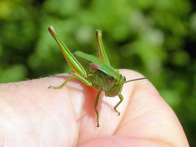 Chrysocraon brachyptera