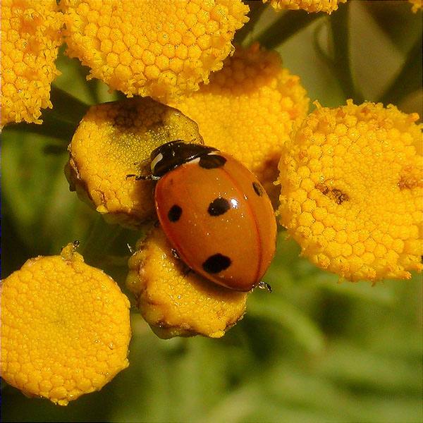 Marieta (Coccinella setempunctata)