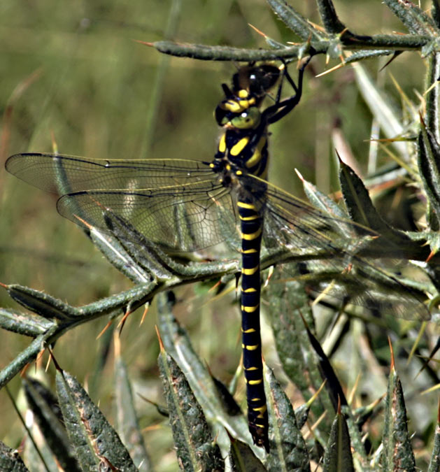 Cordulegaster diadema