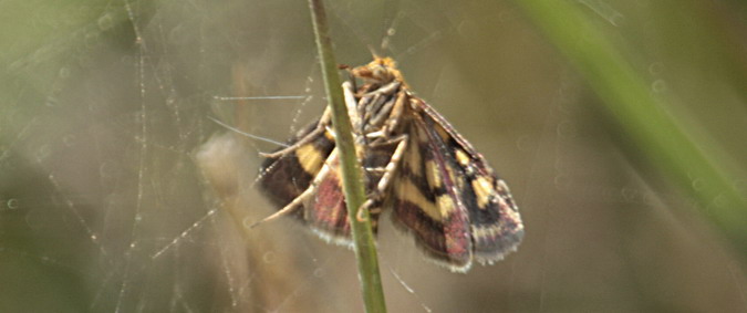 Crambidae  Pyrausta purpuralis