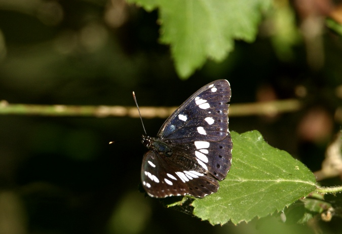 Papallona (Limenitis reducta)