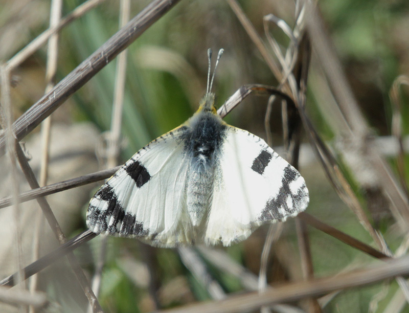 Euchloe ausonia femella.