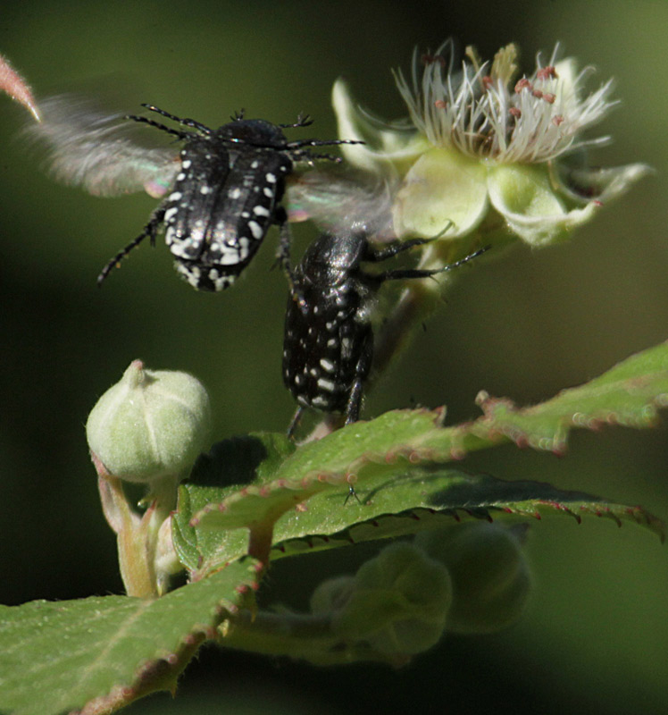 Brunidora (Oxythyrea funesta).