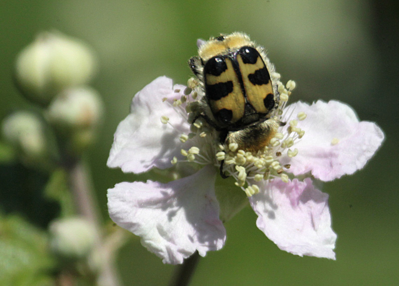 (Trichius fasciatus).