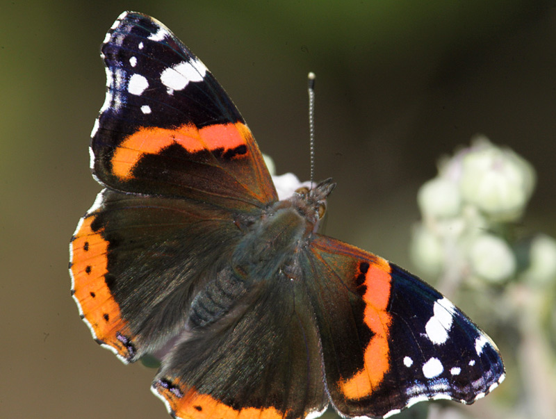 Vanessa atalanta.