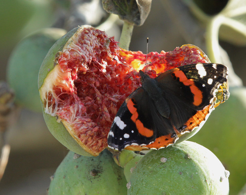 Vanessa atalanta.