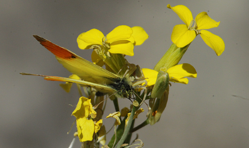 Anthocharis euphenoides + Aranya cranc