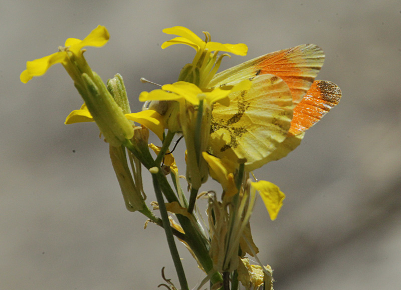 Anthocharis euphenoides + Aranya cranc