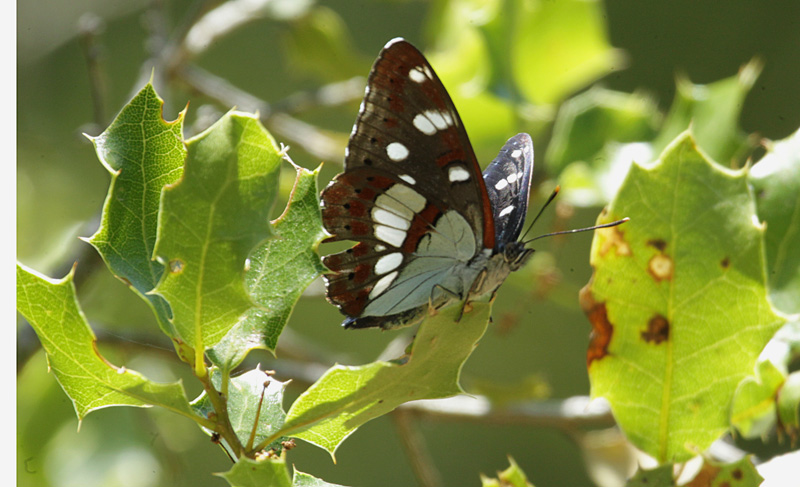 Limenitis reducta.