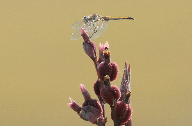 Libèl·lula daurada (Sympetrum sanguineum)