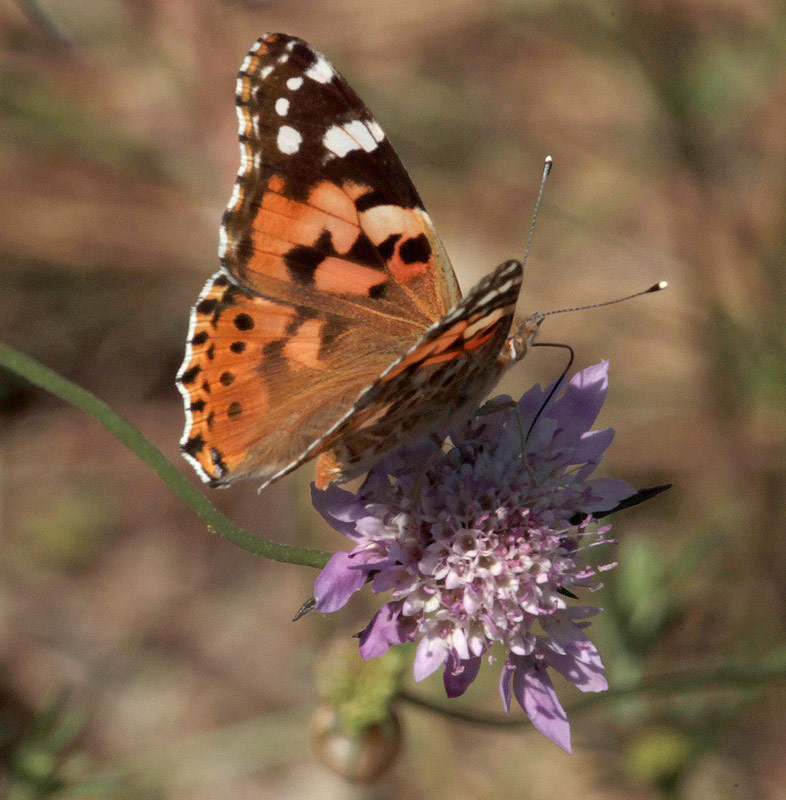 Papallona dels cards (Vanessa cardui)