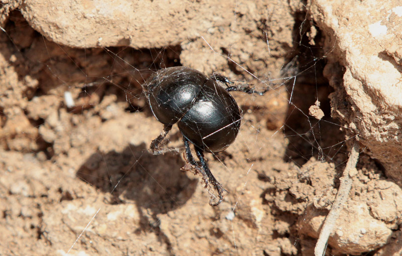 Escarabat dels fems ( Geotrupes vernalis)