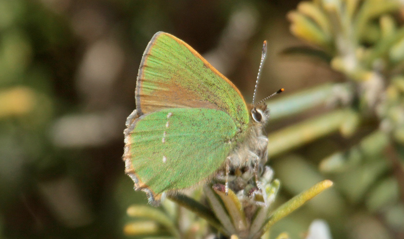 Callophrys rubí