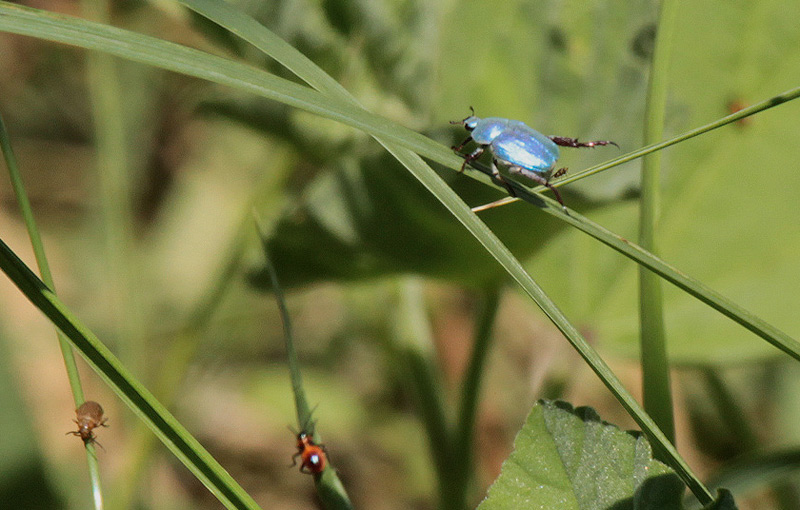 Blau Hopla (Hoplia coerulea)