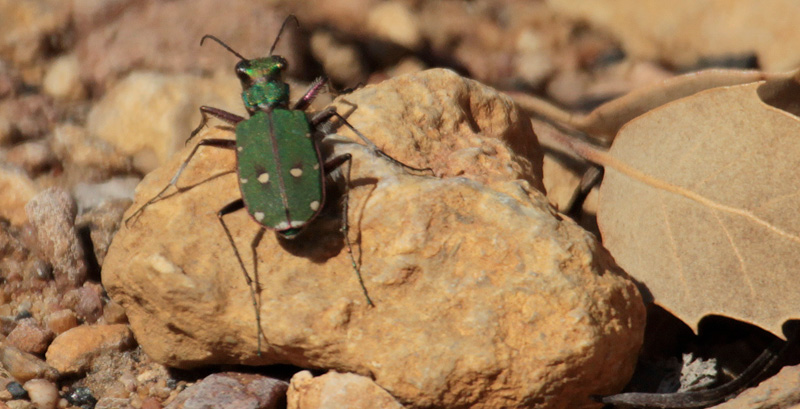 Cicindela campestre (Cicindela campestris)